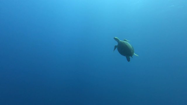 Turtle underwater, Coral reef. ocean blue water