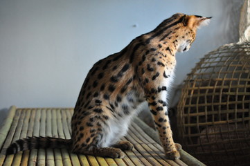 Pet Serval cat (Leptailurus Serval).