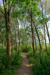 Trail in front of Lake Michigan at the Montrose Point Bird Sanctuary in Uptown Chicago