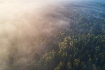 Aerial photography from the drone. The morning forest is covered with dense fog