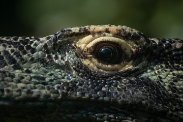 Obraz premium Ojo de un dragon de komodo