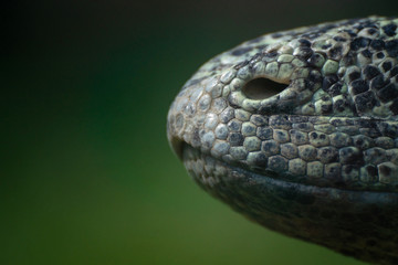 Detalle de la nariz de un dragon de komodo