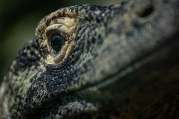 Fototapeta premium Ojo de un dragon de komodo