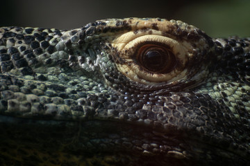 Ojo de un dragon de komodo