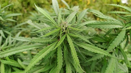 Cannabis Sativa plant in Ishkashim, Afghanistan