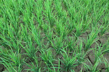 Obraz premium grass with water drops of dew