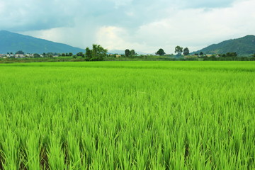 green field and blue sky