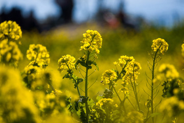 菜の花
