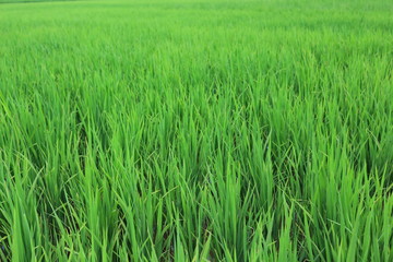 field of green wheat