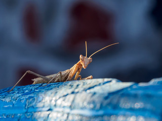 Mantis close up