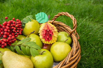 Concept of autumn Apple harvest background, wicker basket on green grass, top view papercraft origami art with red berries closeup