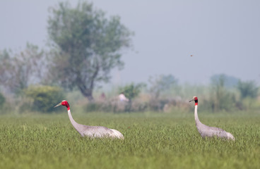 Sarus Crane Bird and the nature 