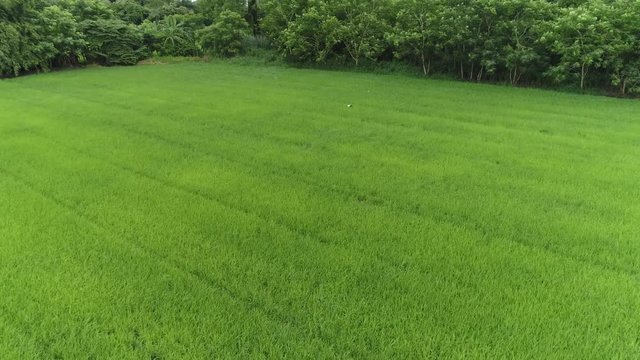 AERIAL Flying Over Lush Rice Fields