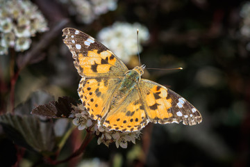 butterfly on flower