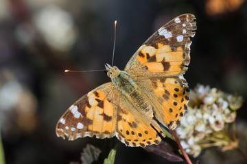 butterfly on flower