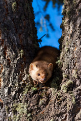 American marten or American pine marten (Martes americana)