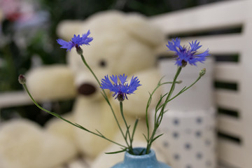 Blue cornflower flower on a blurry background
