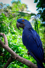 hyacinth macaw portrait 