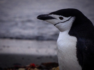 Naklejka premium animal