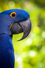 hyacinth macaw portrait 