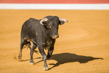 Capture of the figure of a brave bull in a bullfight, Spain