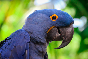 hyacinth macaw portrait 