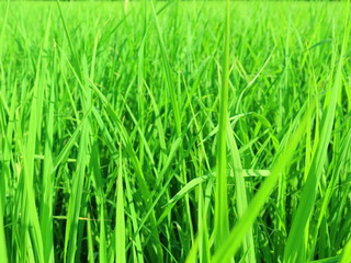 Fototapeta na wymiar green grass with water drops of morning dew
