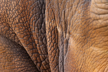 Fototapeta premium White rhinoceros or square-lipped rhinoceros (Ceratotherium simum)