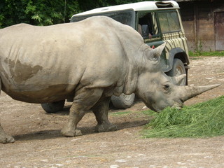 Naklejka premium ZOO SAFARI