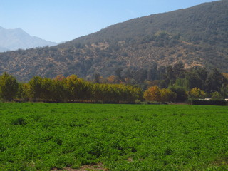 field of central area of chili