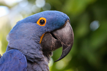 hyacinth macaw portrait 