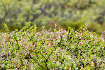 View in the mountains, on the hills in the tundra, on the Kola Peninsula in summer