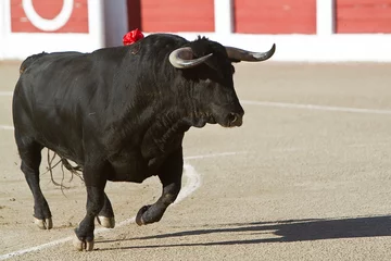 Gordijnen Capture of the figure of a brave bull in a bullfight, Spain © Felipe Caparrós