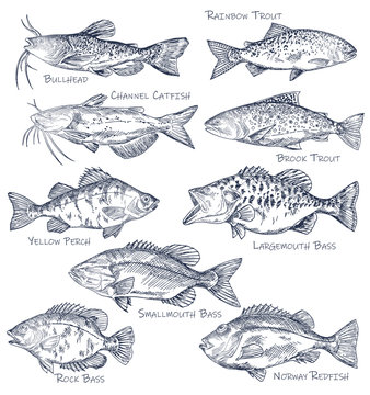 Sketch icons of seafood or water fish. Fishing