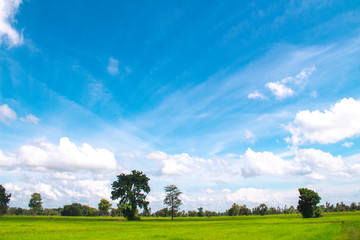 White clouds in Blue sky with meadow tree,  the beautiful sky with clouds have copy space for the landscape background.
