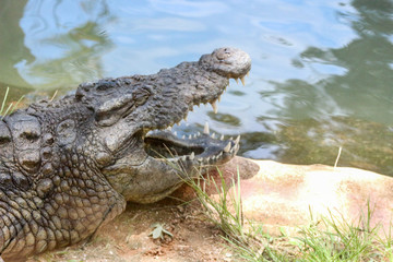 Crocodile