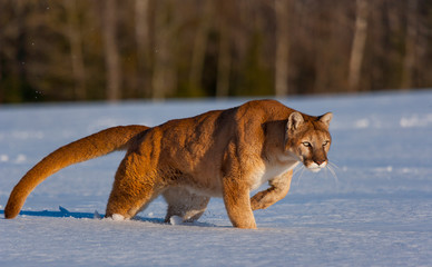 Cougar (Puma concolor), also commonly known as the mountain lion, puma, panther, or catamount