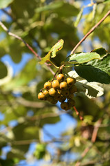 branch of a tree with fruits