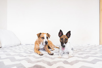 Two young dogs resting on bed in brightly lit bedroom. Concept of friendship between two pets or...