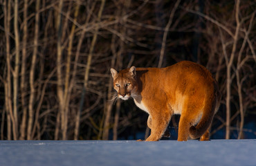 Cougar (Puma concolor), also commonly known as the mountain lion, puma, panther, or catamount