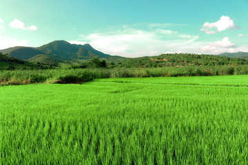 landscape with green field and blue sky