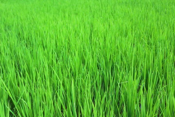 Naklejka premium green wheat field of grass