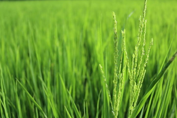 field of green grass