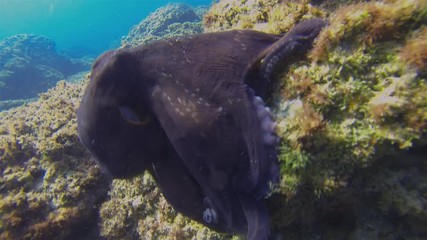 Octopus Close Up. Octopi Swimming With Colour Camouflage & Dramatic Pattern On Coral Reef. Graceful Squid In Blue Sunlit Sea. Colourful Dangerous Marine Life & Beautiful Aquatic Underwater Wildlife