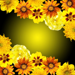 Beautiful floral background of tulip, gazania, marigold and sunflower. Isolated