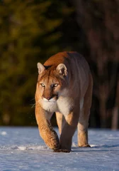 Deurstickers Cougar (Puma concolor), also commonly known as the mountain lion, puma, panther, or catamount © JUAN CARLOS MUNOZ
