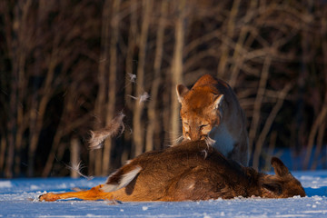 Cougar (Puma concolor), also commonly known as the mountain lion, puma, panther, or catamount