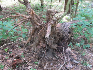 Natur