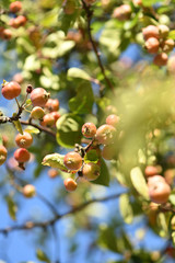 red berries on a branch
