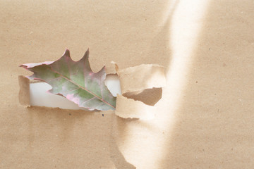 Fototapeta na wymiar dry oak leaf in hole paper. sun ray on paper. minimalism creative concept. 